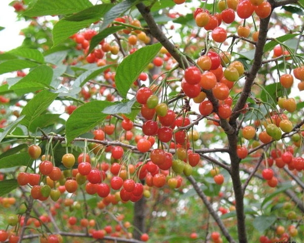 大樱桃种植基地